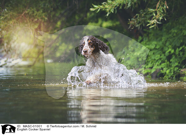 English Cocker Spaniel / English Cocker Spaniel / MASC-01001