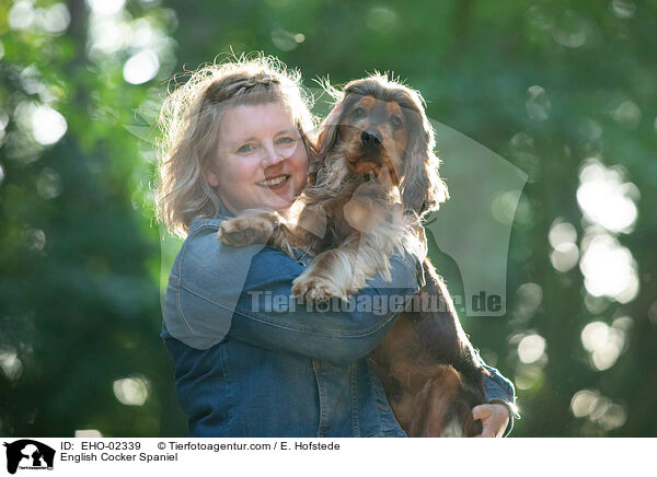 English Cocker Spaniel / English Cocker Spaniel / EHO-02339