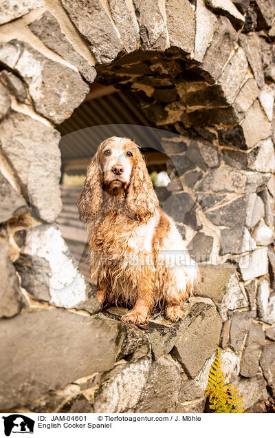 English Cocker Spaniel / English Cocker Spaniel / JAM-04601