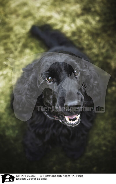 English Cocker Spaniel / English Cocker Spaniel / KFI-02253