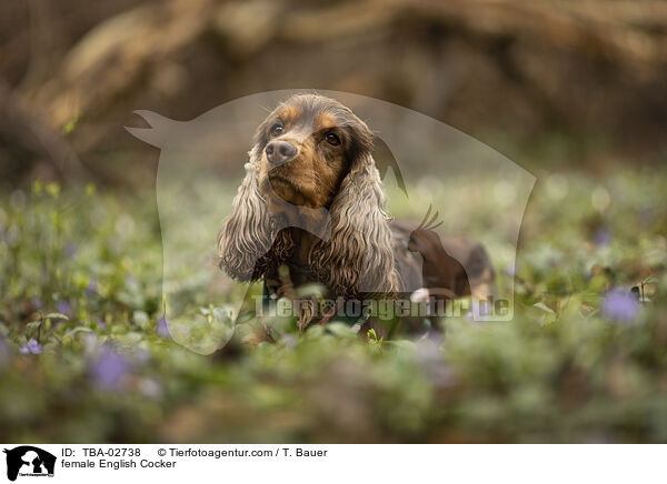 English Cocker Hndin / female English Cocker / TBA-02738