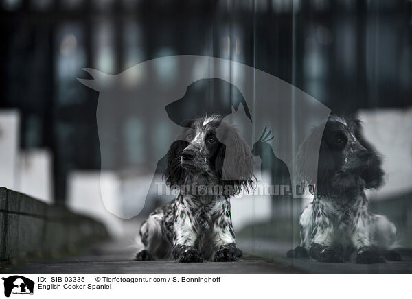 English Cocker Spaniel / English Cocker Spaniel / SIB-03335