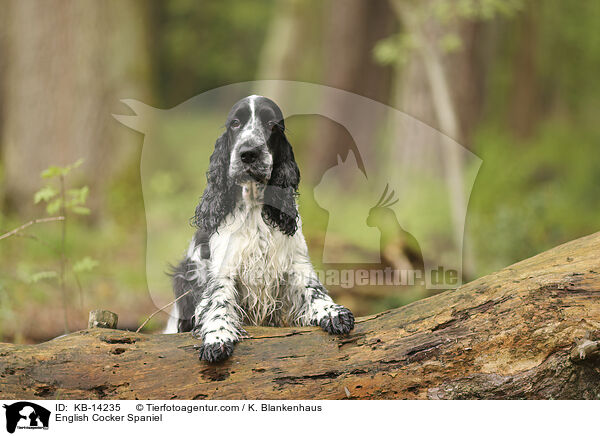 English Cocker Spaniel / English Cocker Spaniel / KB-14235
