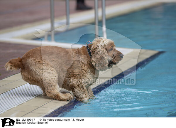 English Cocker Spaniel / English Cocker Spaniel / JM-19917