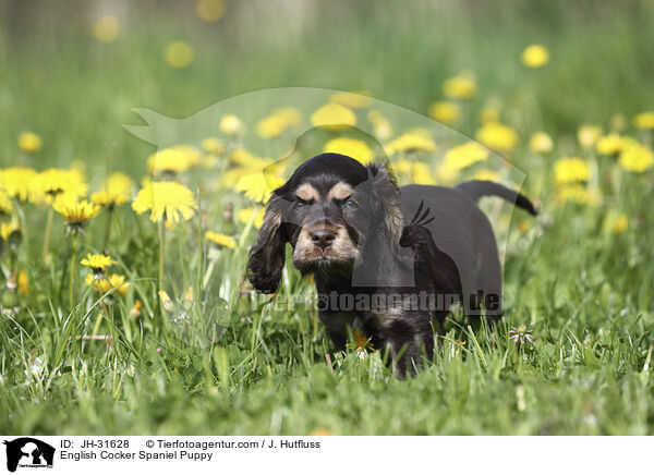 English Cocker Spaniel Puppy / JH-31628