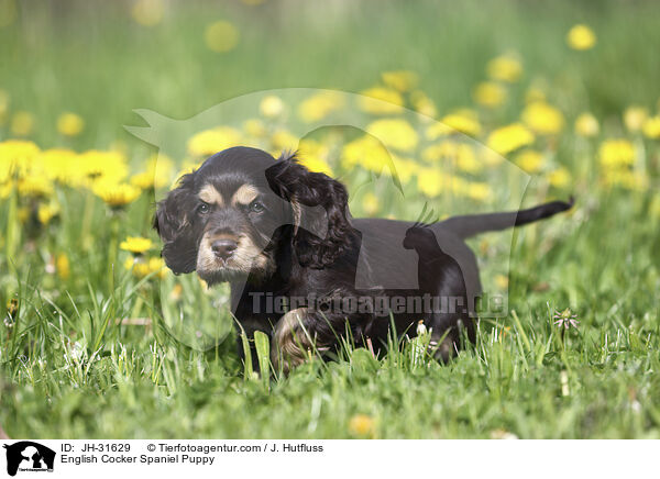 English Cocker Spaniel Puppy / JH-31629
