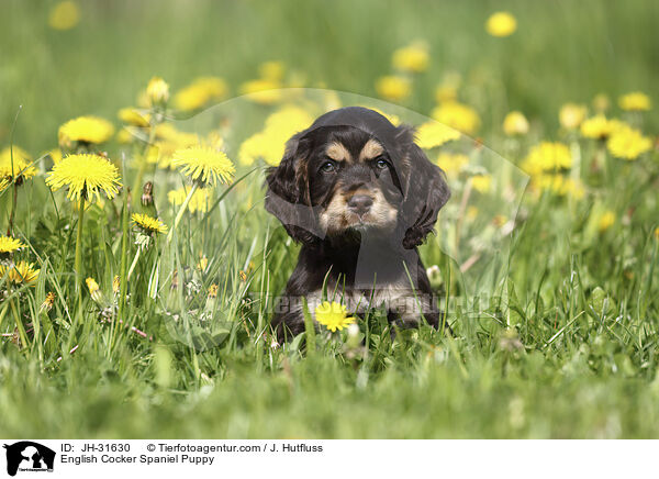 English Cocker Spaniel Puppy / JH-31630