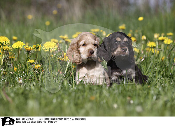 English Cocker Spaniel Welpe / English Cocker Spaniel Puppy / JH-31631