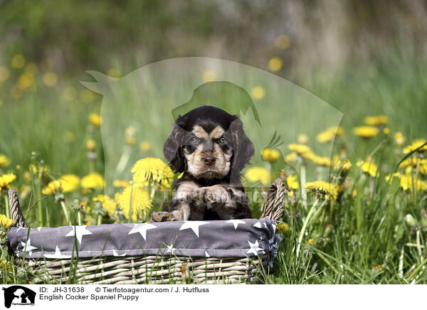English Cocker Spaniel Welpe / English Cocker Spaniel Puppy / JH-31638