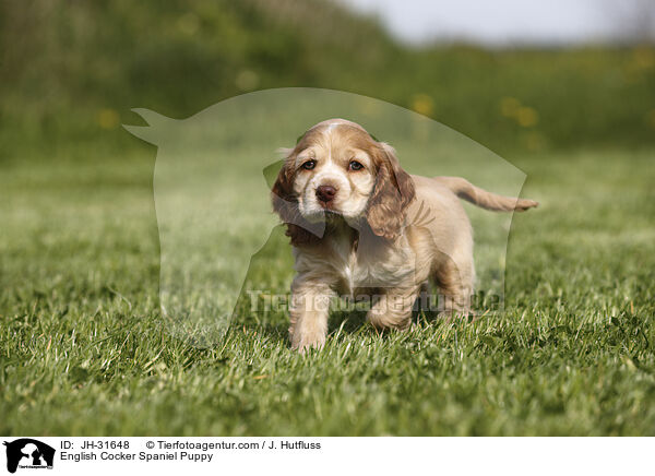 English Cocker Spaniel Puppy / JH-31648