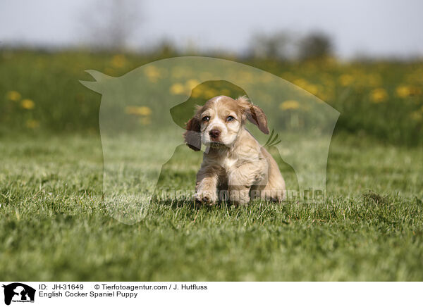 English Cocker Spaniel Puppy / JH-31649
