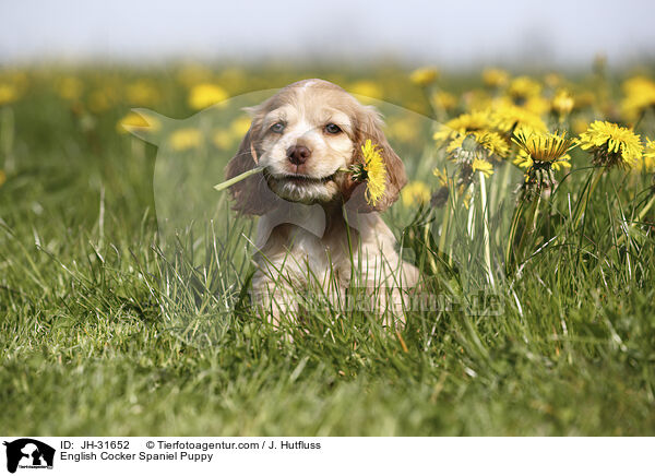 English Cocker Spaniel Welpe / English Cocker Spaniel Puppy / JH-31652