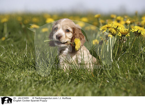 English Cocker Spaniel Welpe / English Cocker Spaniel Puppy / JH-31655
