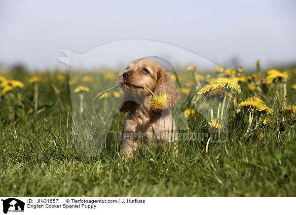 English Cocker Spaniel Puppy / JH-31657