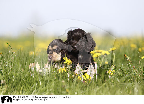 English Cocker Spaniel Welpe / English Cocker Spaniel Puppy / JH-31662