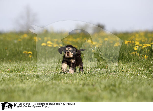 English Cocker Spaniel Puppy / JH-31665