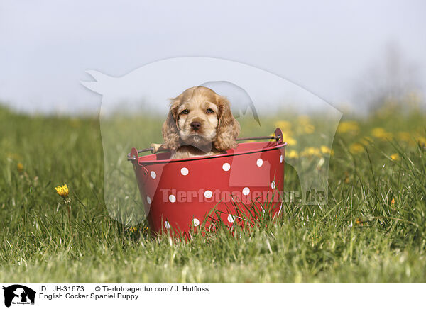 English Cocker Spaniel Puppy / JH-31673