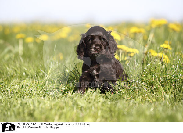 English Cocker Spaniel Puppy / JH-31676
