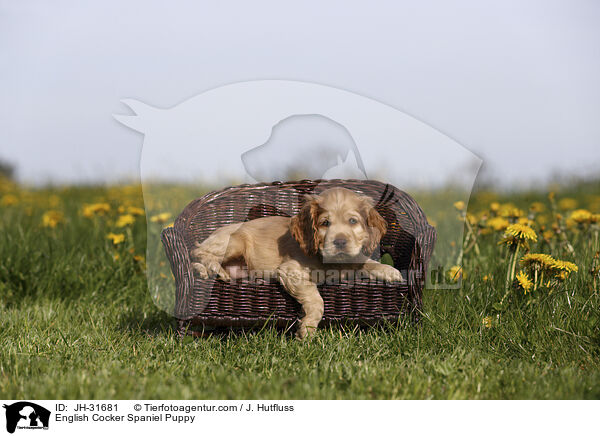 English Cocker Spaniel Puppy / JH-31681