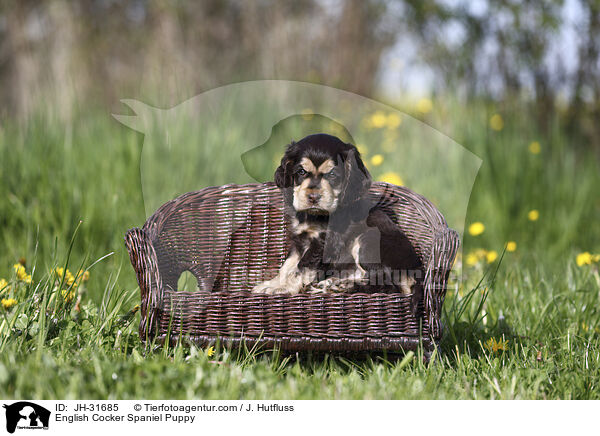 English Cocker Spaniel Puppy / JH-31685