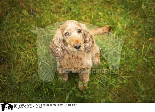 English Cocker Spaniel / English Cocker Spaniel / JEB-03201