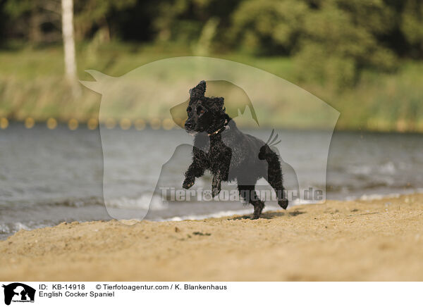 English Cocker Spaniel / English Cocker Spaniel / KB-14918