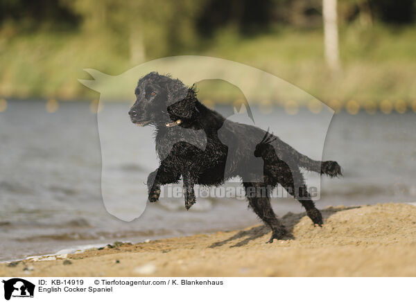 English Cocker Spaniel / English Cocker Spaniel / KB-14919