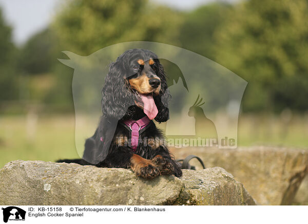 English Cocker Spaniel / English Cocker Spaniel / KB-15158