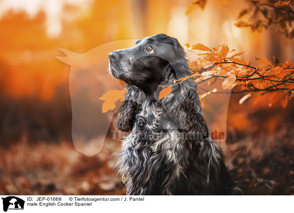 English Cocker Spaniel Rde / male English Cocker Spaniel / JEP-01668