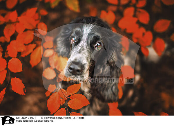 English Cocker Spaniel Rde / male English Cocker Spaniel / JEP-01671