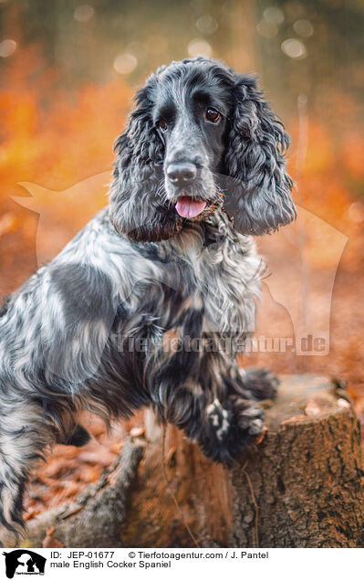 English Cocker Spaniel Rde / male English Cocker Spaniel / JEP-01677