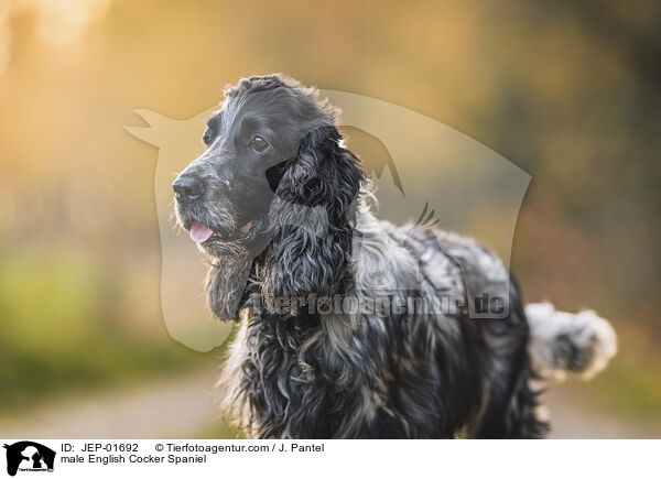 English Cocker Spaniel Rde / male English Cocker Spaniel / JEP-01692