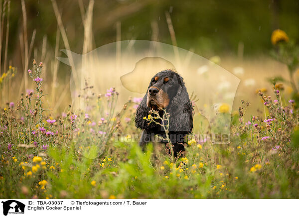 English Cocker Spaniel / English Cocker Spaniel / TBA-03037