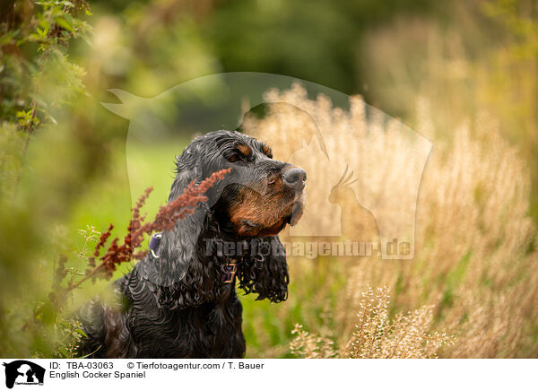 English Cocker Spaniel / English Cocker Spaniel / TBA-03063