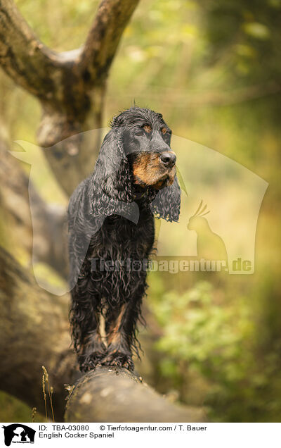 English Cocker Spaniel / English Cocker Spaniel / TBA-03080