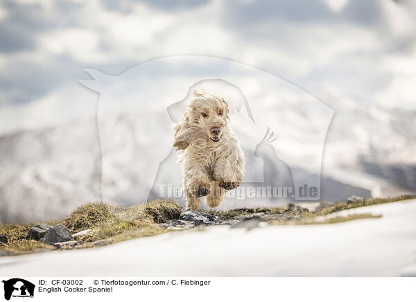 English Cocker Spaniel / English Cocker Spaniel / CF-03002