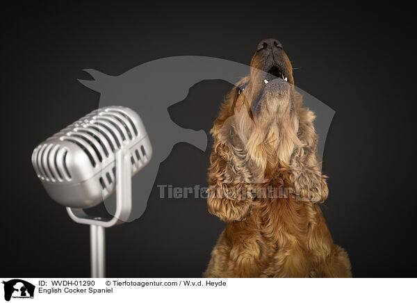 English Cocker Spaniel / English Cocker Spaniel / WVDH-01290