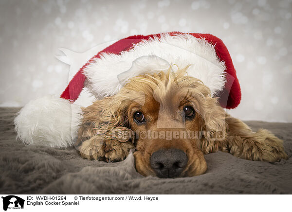 English Cocker Spaniel / English Cocker Spaniel / WVDH-01294