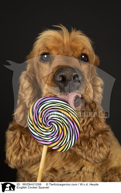 English Cocker Spaniel / WVDH-01299