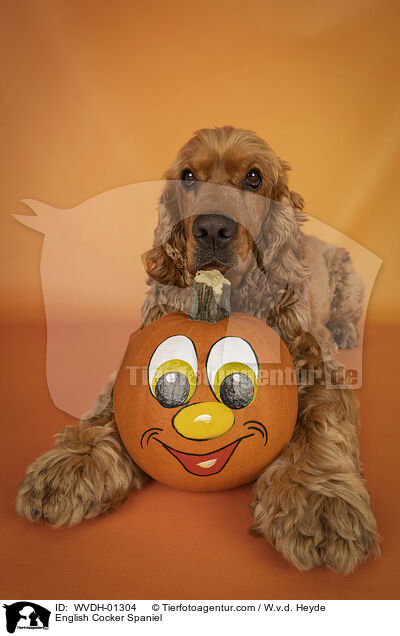 English Cocker Spaniel / English Cocker Spaniel / WVDH-01304