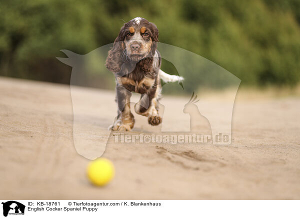 English Cocker Spaniel Welpe / English Cocker Spaniel Puppy / KB-18761