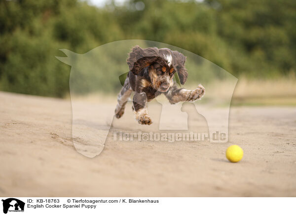 English Cocker Spaniel Welpe / English Cocker Spaniel Puppy / KB-18763