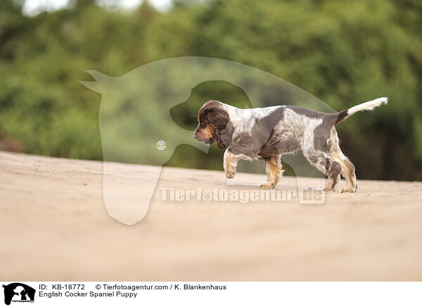 English Cocker Spaniel Welpe / English Cocker Spaniel Puppy / KB-18772