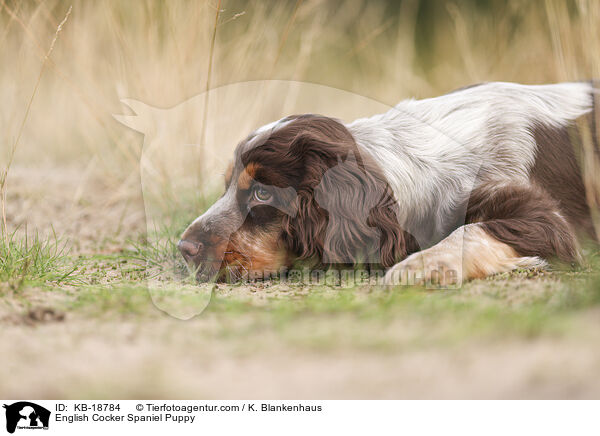 English Cocker Spaniel Welpe / English Cocker Spaniel Puppy / KB-18784