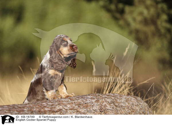English Cocker Spaniel Welpe / English Cocker Spaniel Puppy / KB-18789