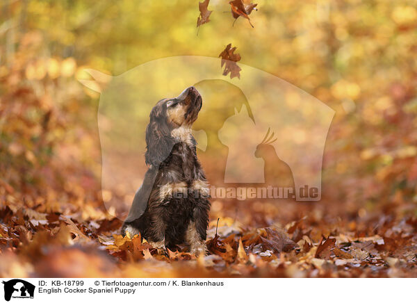 English Cocker Spaniel Welpe / English Cocker Spaniel Puppy / KB-18799
