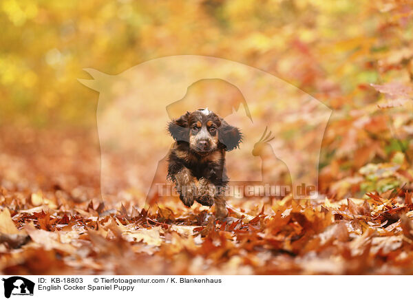 English Cocker Spaniel Welpe / English Cocker Spaniel Puppy / KB-18803