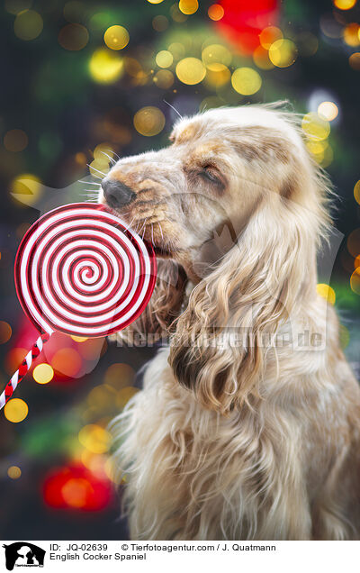 English Cocker Spaniel / English Cocker Spaniel / JQ-02639