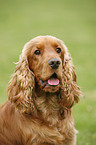 Cocker Spaniel Portrait