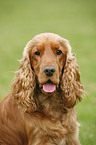 Cocker Spaniel Portrait